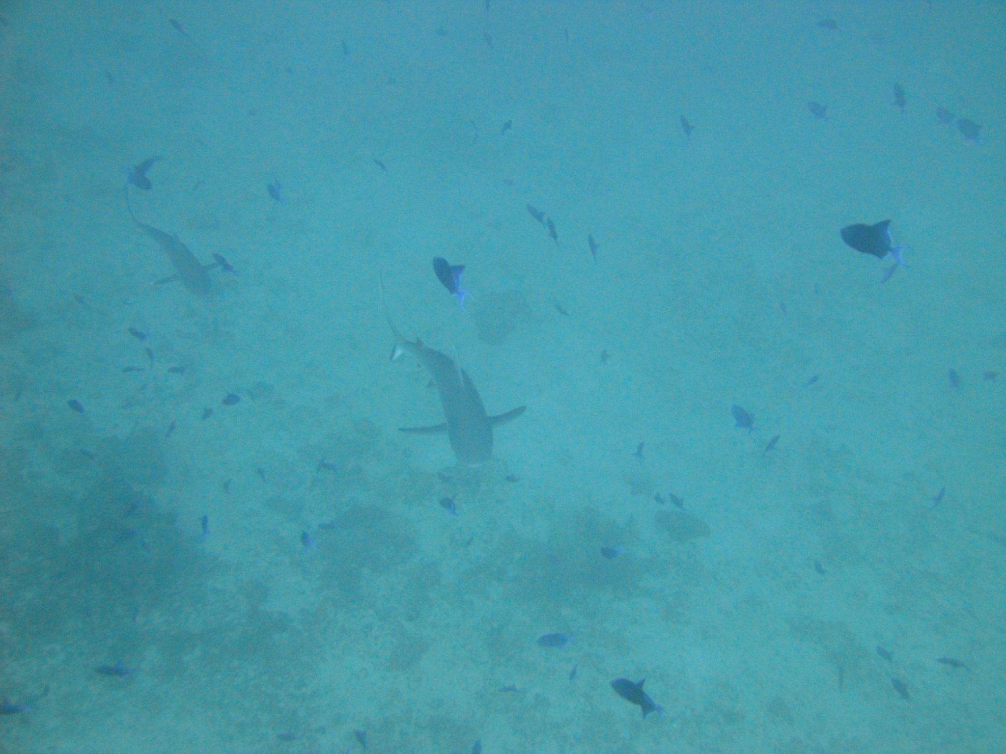 DSC00049.JPG