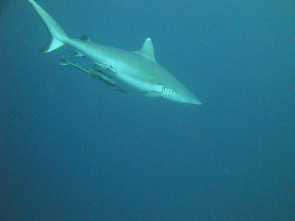 DSC00114.JPG