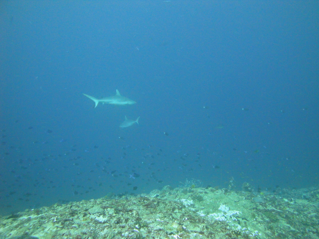 DSC00117.JPG