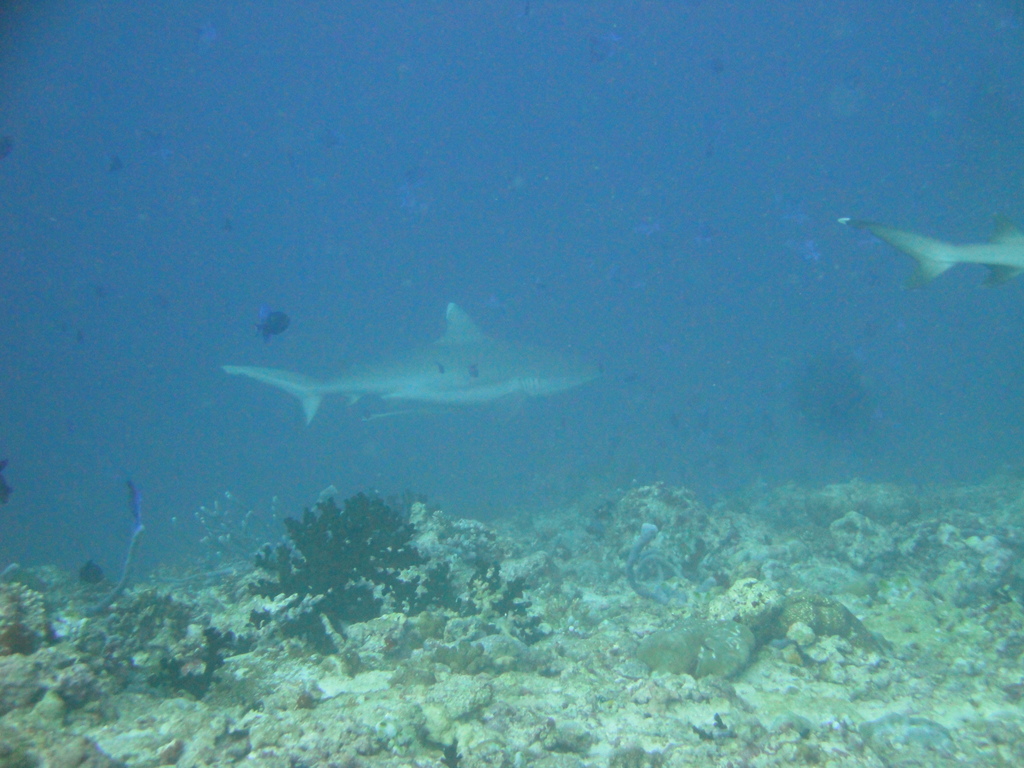 DSC00386.JPG