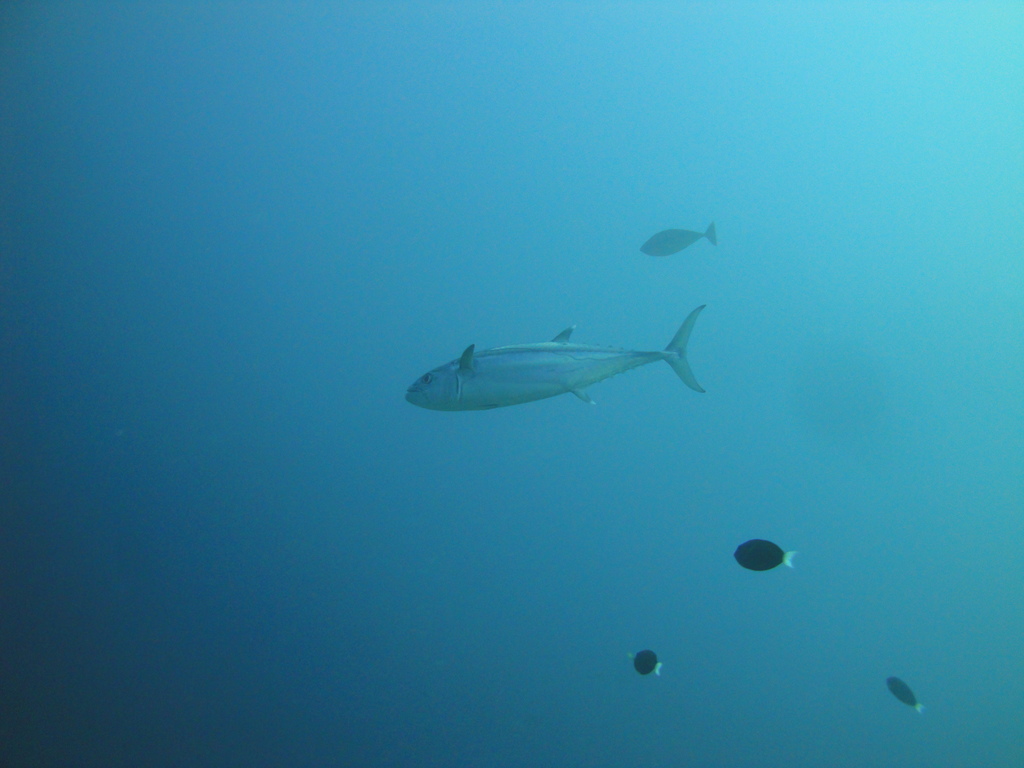 DSC00455.JPG