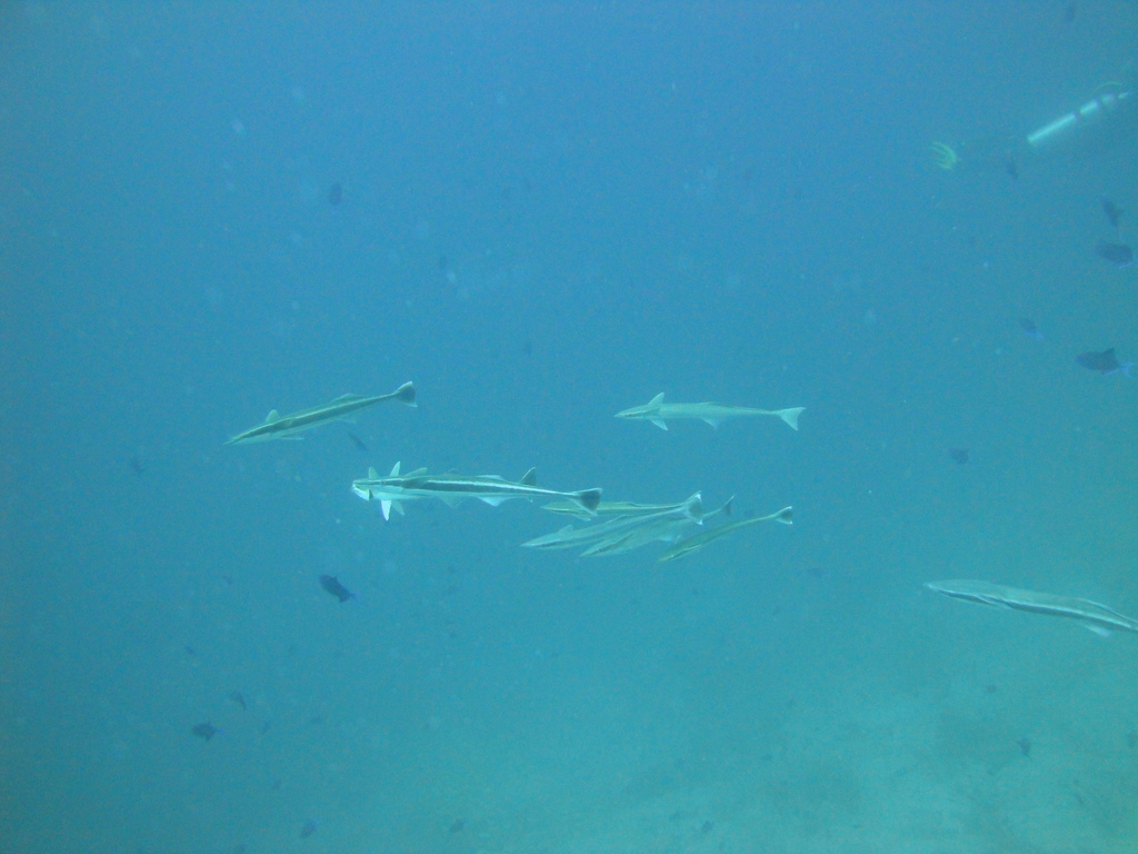 DSC00611.JPG