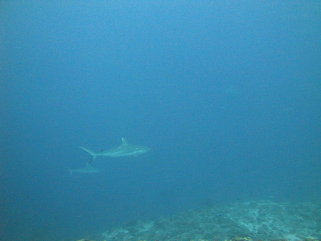DSC01333.JPG