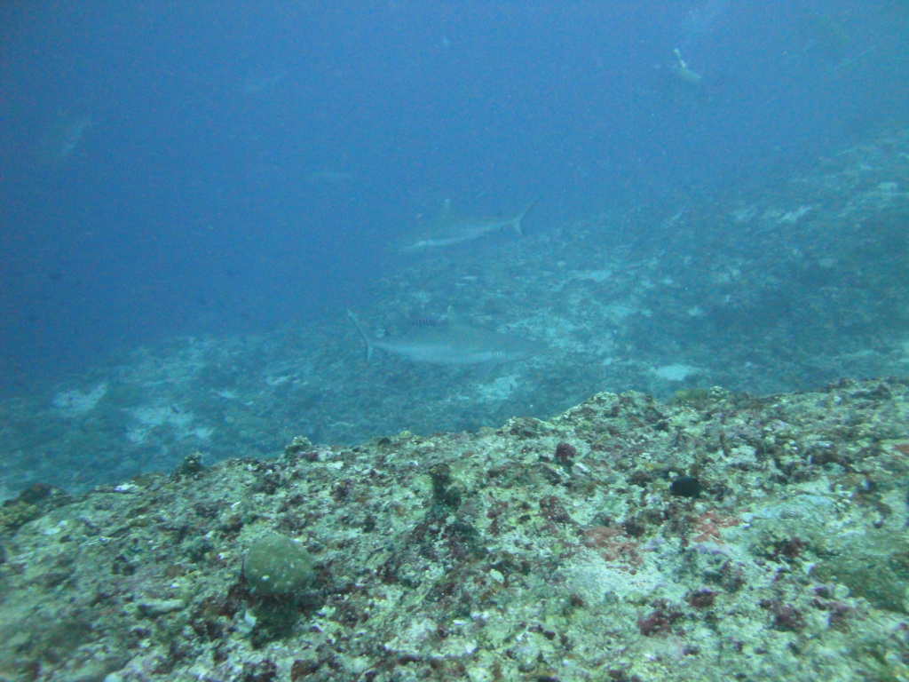 DSC01341.JPG