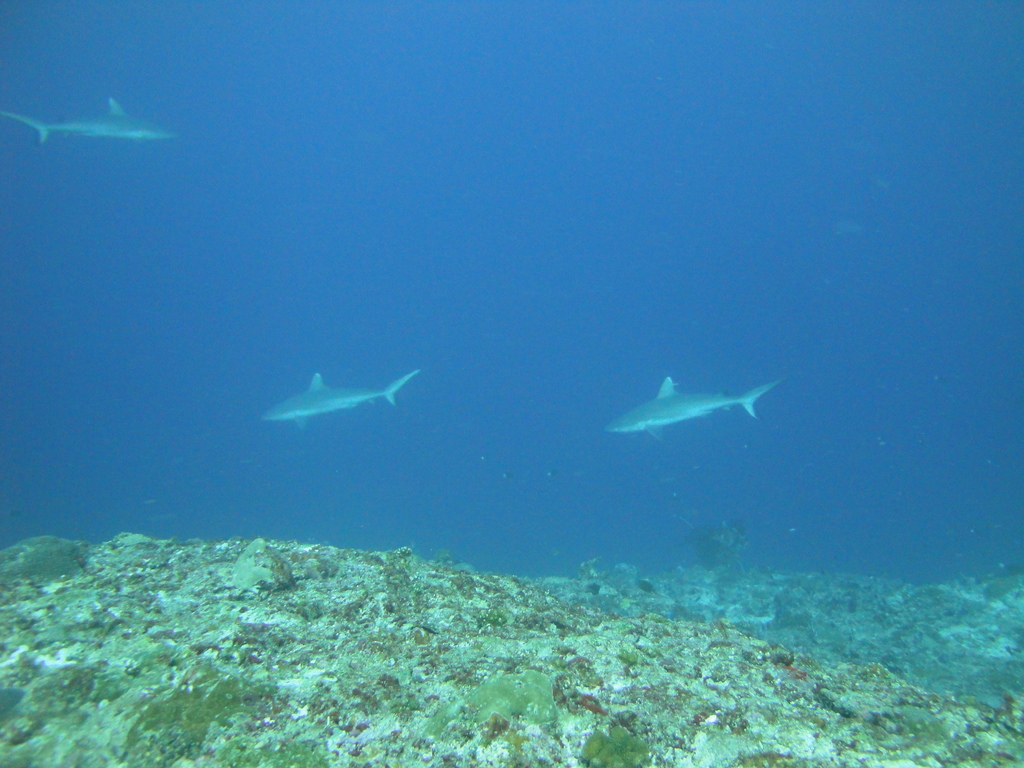 DSC01434.JPG