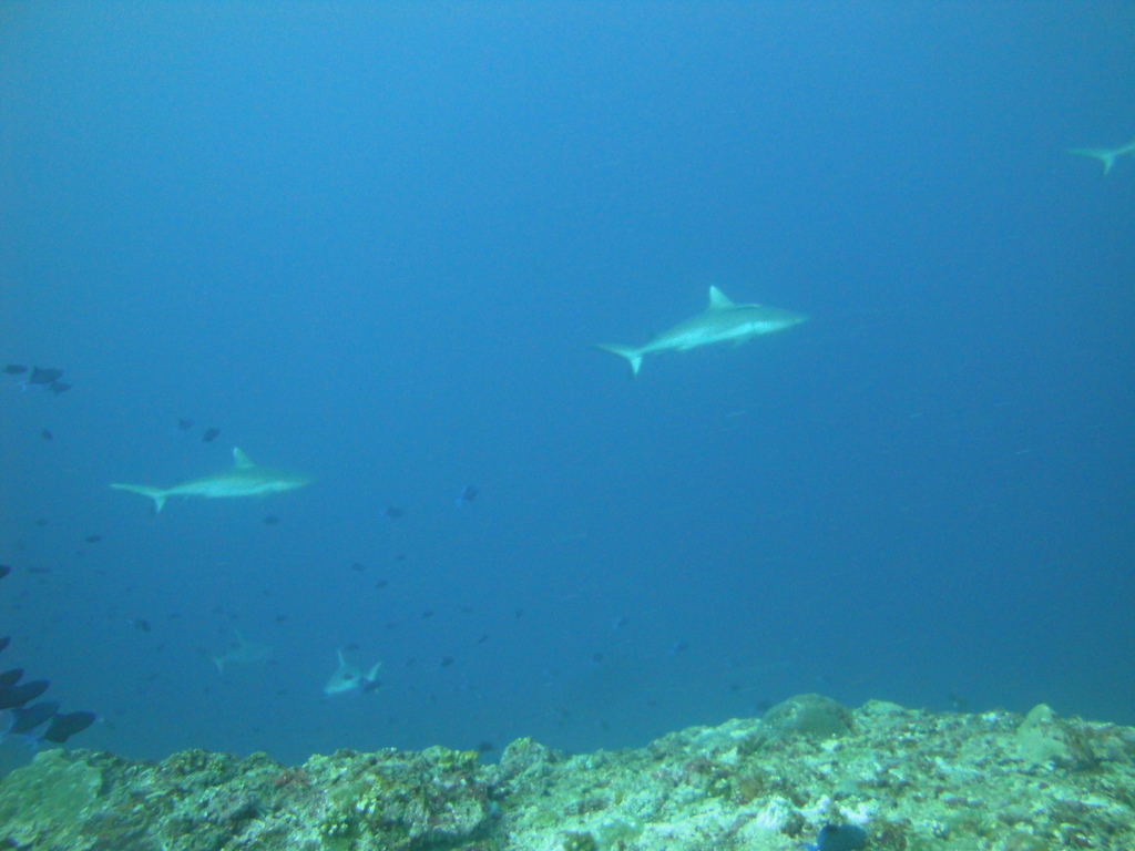 DSC01436.JPG