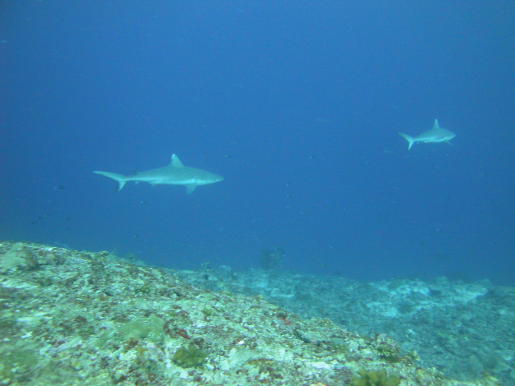 DSC01452.JPG