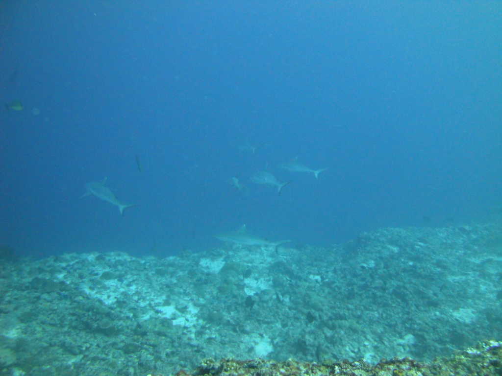 DSC01478.JPG