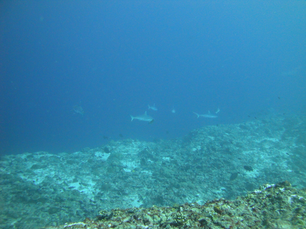 DSC01480.JPG