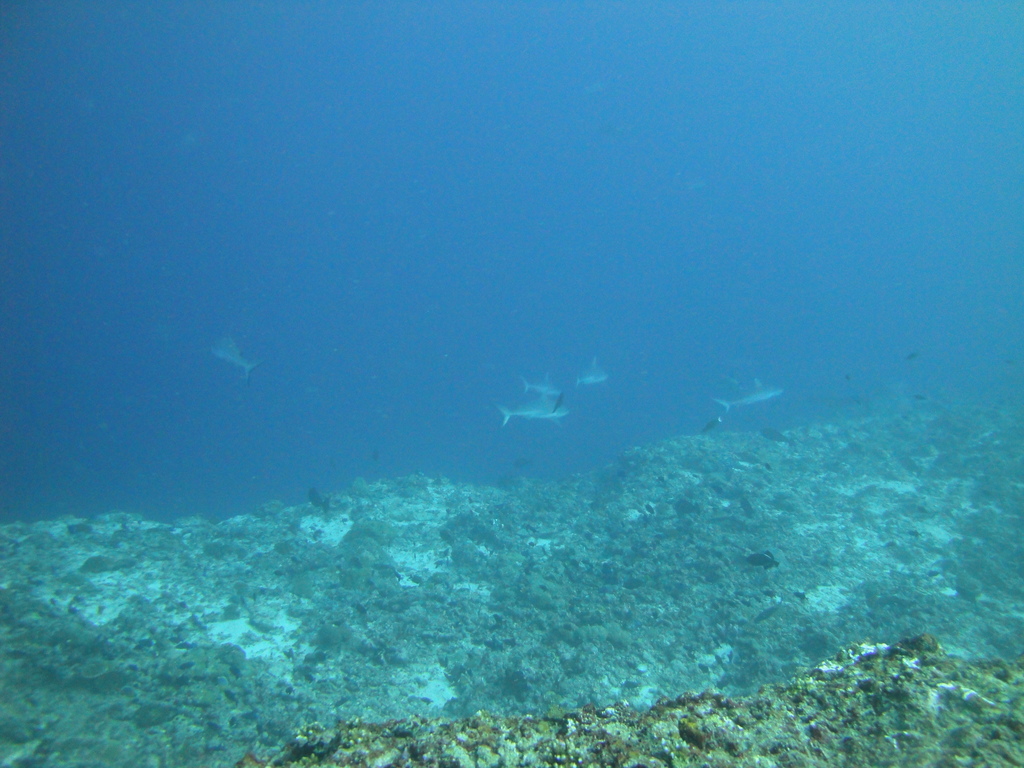DSC01482.JPG