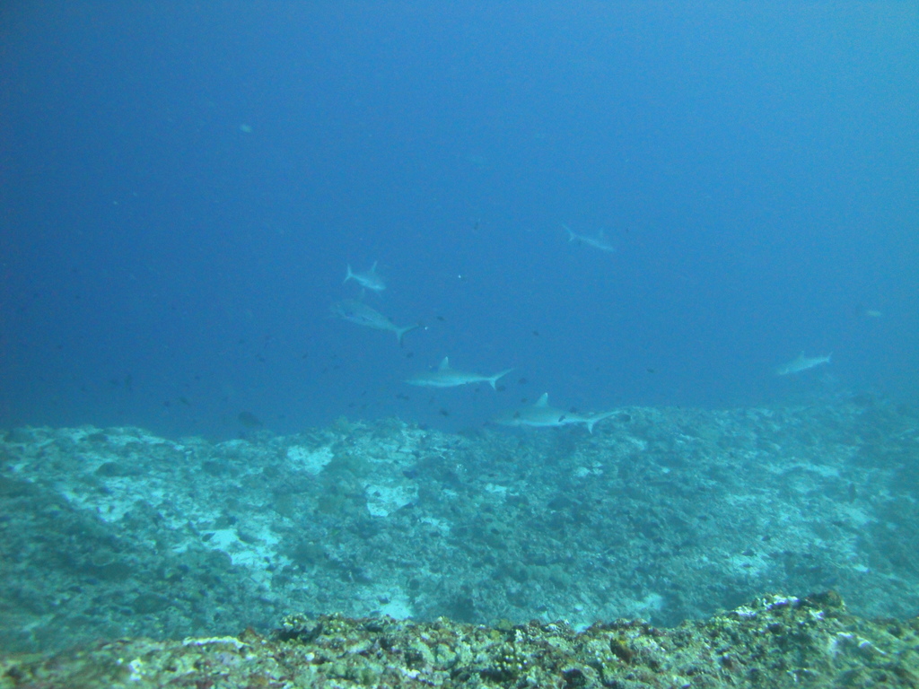 DSC01495.JPG