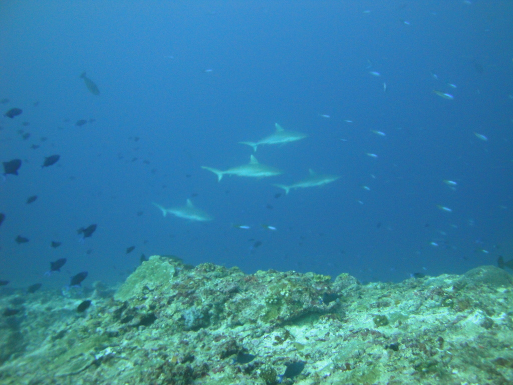 DSC01515.JPG
