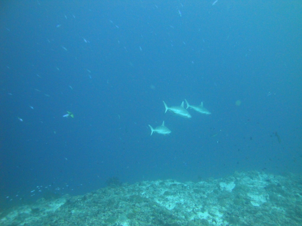 DSC01537.JPG