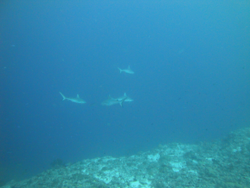 DSC01545.JPG