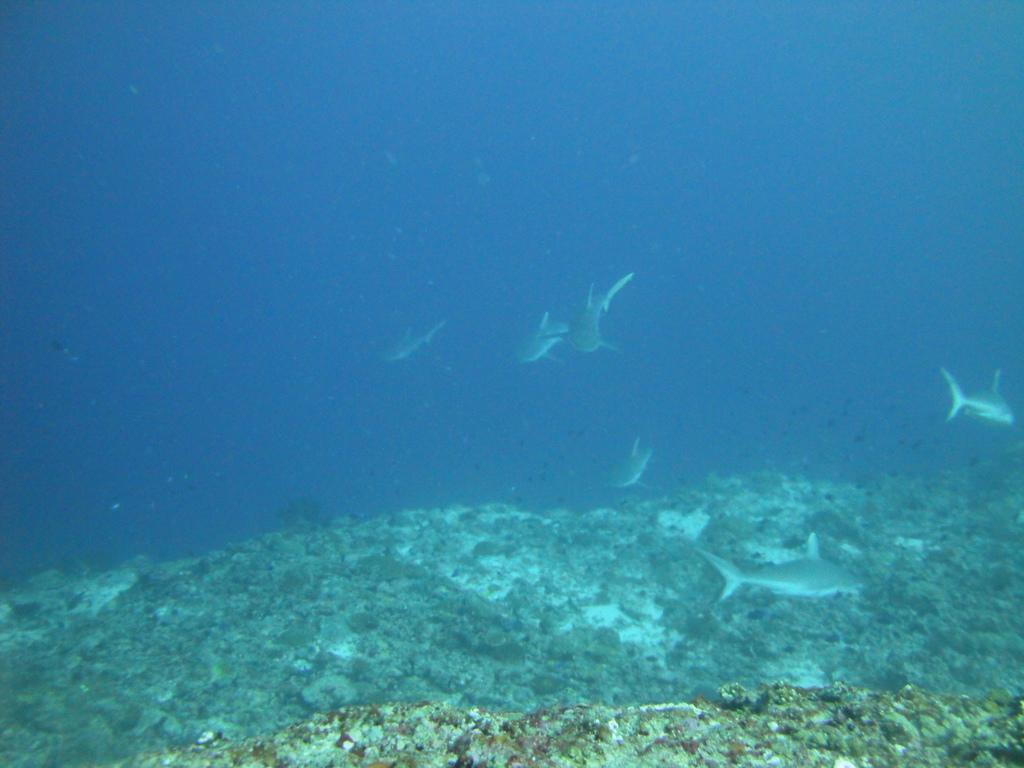 DSC01558.JPG