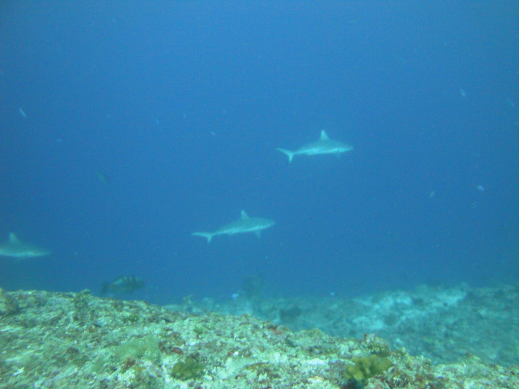 DSC01582.JPG