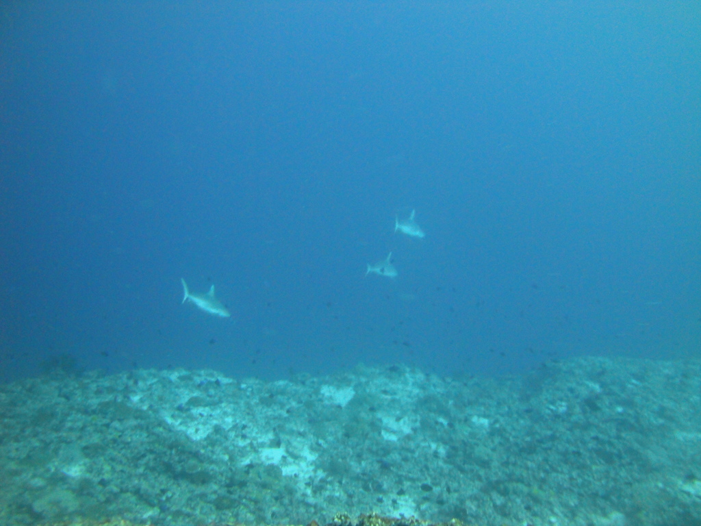 DSC01583.JPG