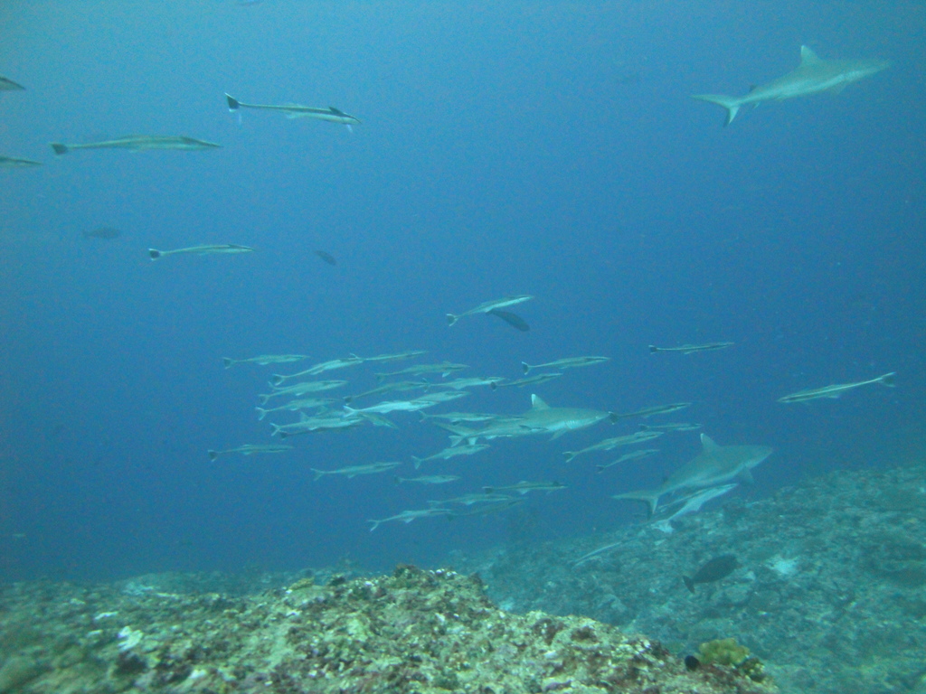 DSC01616.JPG