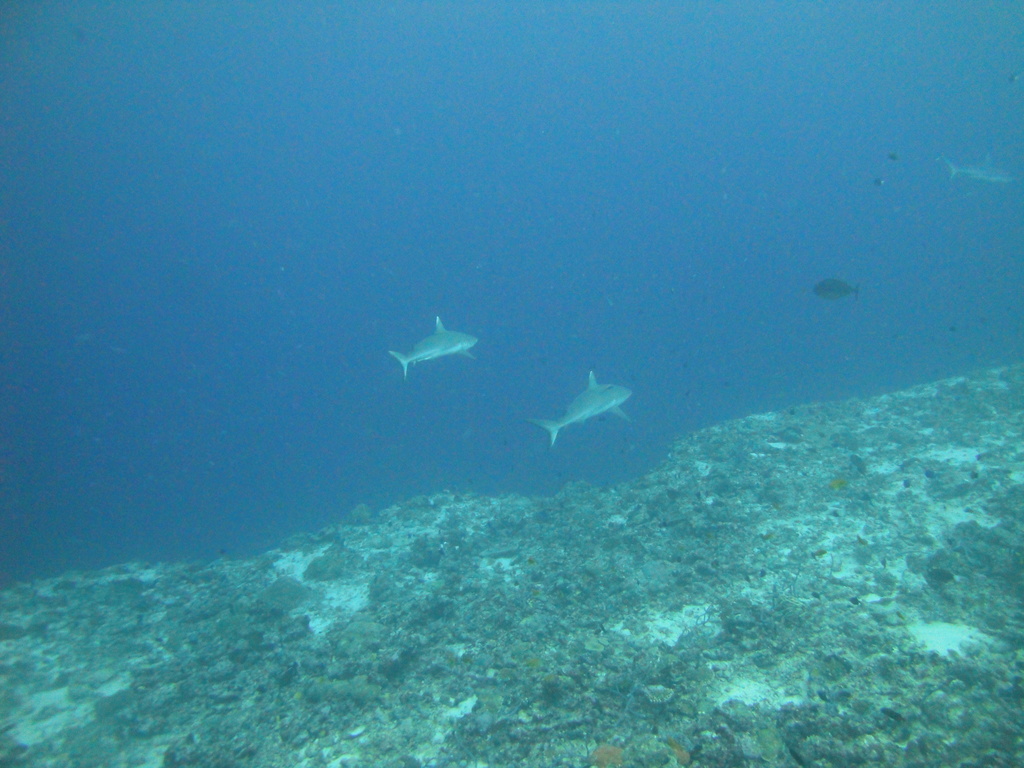 DSC01620.JPG