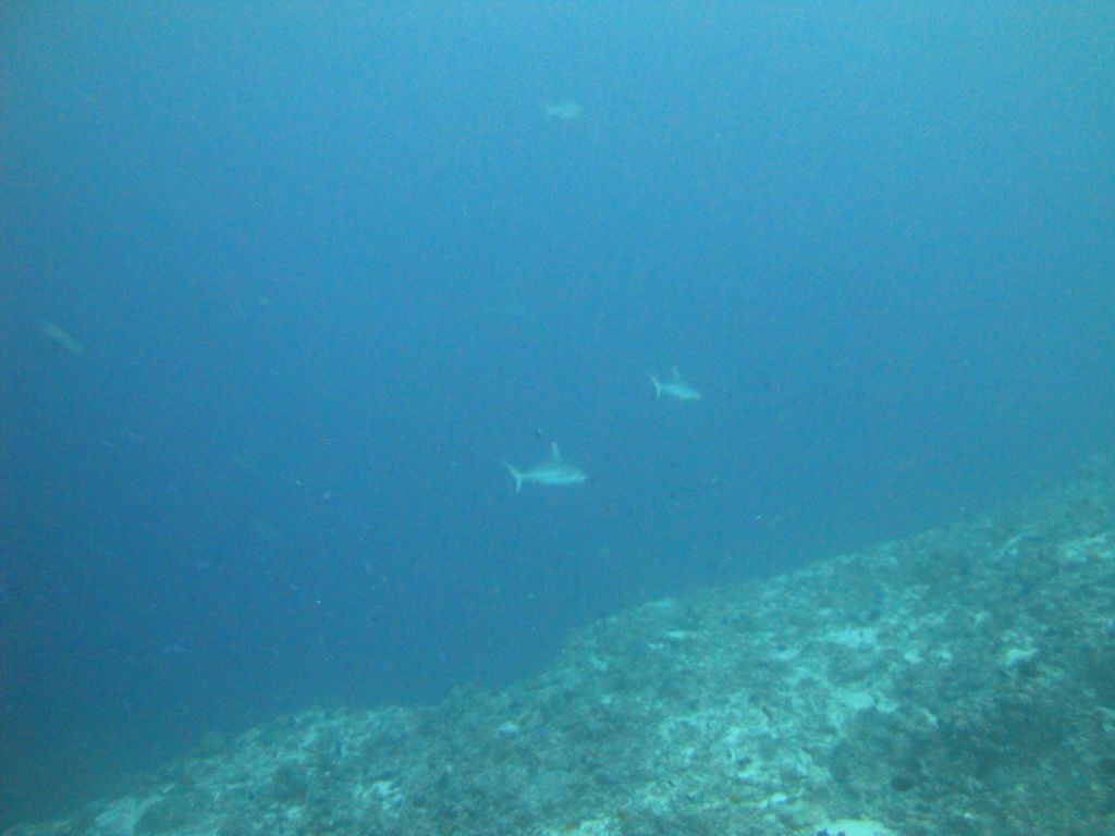 DSC01715.JPG