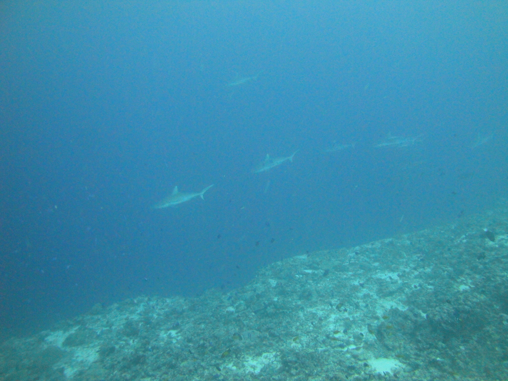 DSC01718.JPG
