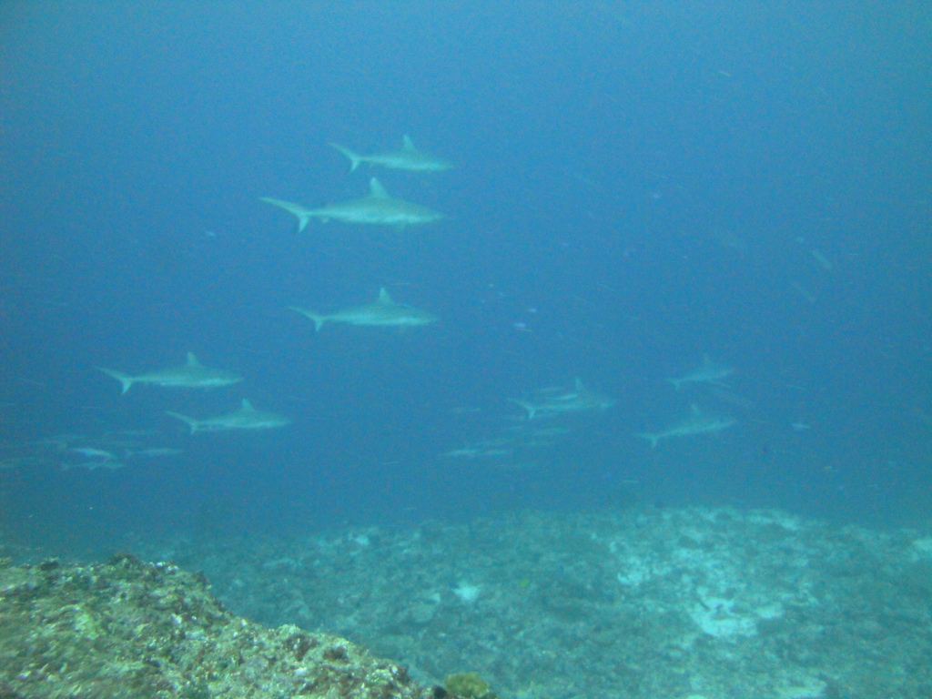 DSC01732.JPG