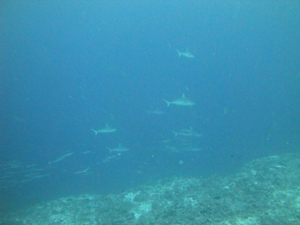 DSC01738.JPG