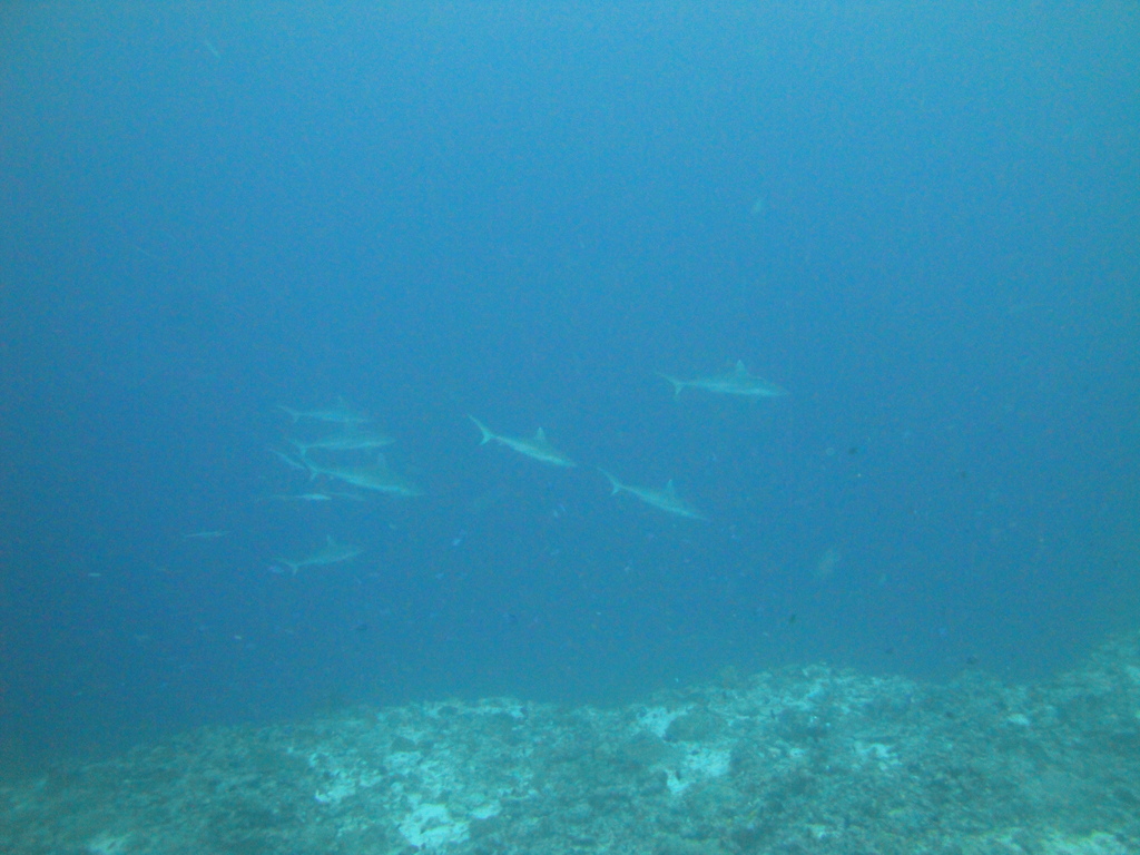 DSC01790.JPG