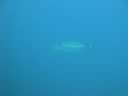 DSC00095.JPG