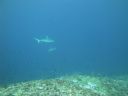 DSC00117.JPG