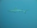 DSC00120.JPG