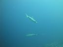 DSC00128.JPG