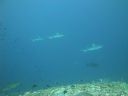 DSC00141.JPG
