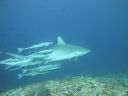 DSC00172.JPG