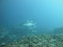 DSC00178.JPG