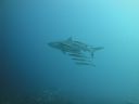 DSC00204.JPG