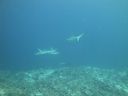 DSC00212.JPG