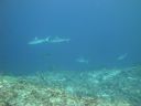 DSC00216.JPG