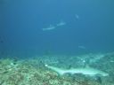 DSC00224.JPG