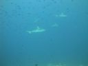DSC00227.JPG
