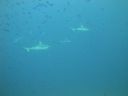 DSC00229.JPG