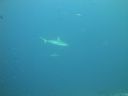 DSC00231.JPG