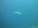 DSC00233.JPG