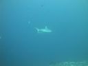 DSC00235.JPG