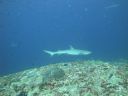 DSC00236.JPG