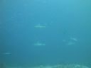 DSC00237.JPG