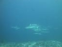 DSC00245.JPG