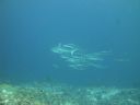 DSC00246.JPG