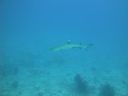 DSC00276.JPG