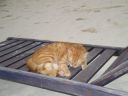 DSC00560.JPG